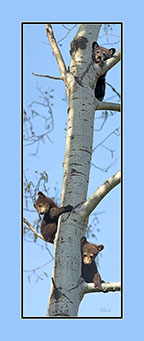 Bear-Cubs-Pano